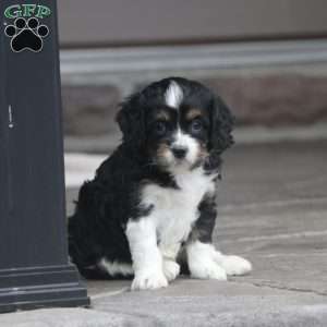 Carrie, Cavapoo Puppy